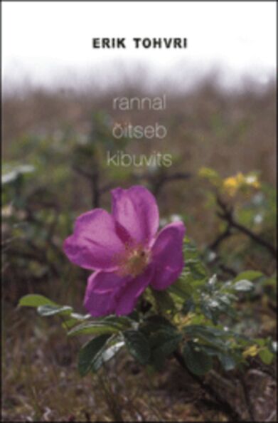 Rannal õitseb kibuvits